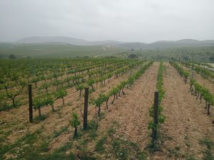A Croatian Vineyard in Dalmatia