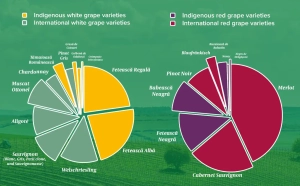 Grapes of Romania