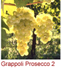 Grappoli Prosecco 