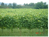 La CAppuccina-Garganega vineyard